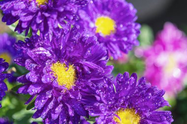 Kış çiçeklerini kapat. Hindistan 'da bir bahçedeki yapraklarına su damlası damlatan Aster..