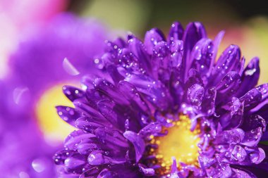 Kış çiçeklerini kapat. Hindistan 'da bir bahçedeki yapraklarına su damlası damlatan Aster..