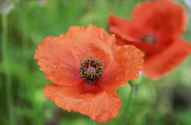 Hindistan 'da kırmızı gelincik mevsimlik kış çiçeği canlı kırmızı renkte çiçek açıyor. Çok güzel..