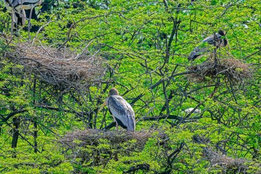 Gökyüzünün arka planında ağaç dalında oturan tek leylek boynuz gagalı leylek yuvaları.