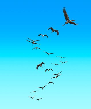 Gökyüzünde limitsiz özgür uçan leylek. Hornbill Leyleğinin uçtuğunu görünce aklıma bir fikir geldi..