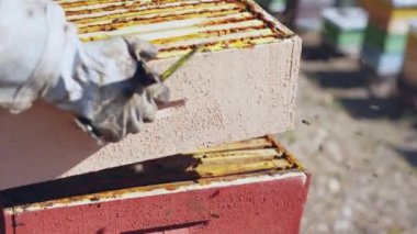 Eldivenleri ve koruyucu giysi kovanları olan erkek arı yetiştiricisi.