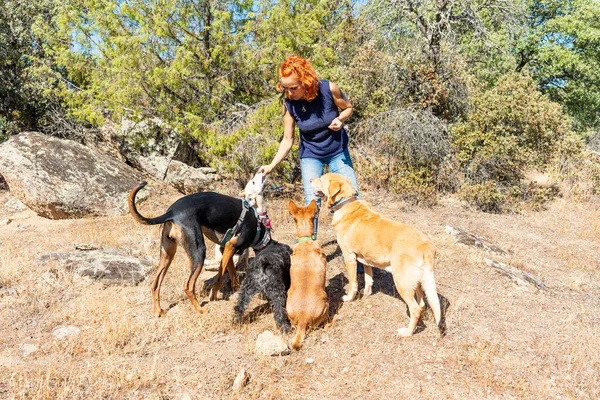 Dağda bir yürüyüş sırasında etrafını köpeklerle çevirmiş beyaz bir kadın onlara yenilebilir ikramlar veriyor.