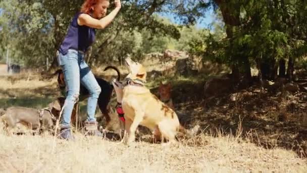Vídeo Horizontal Una Mujer Dando Capricho Perro Labrador Captando Atención — Vídeos de Stock