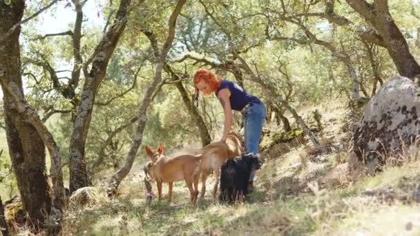 Vídeo Horizontal Uma Floresta Beleza Com Uma Mulher Acariciando Cães — Vídeo de Stock