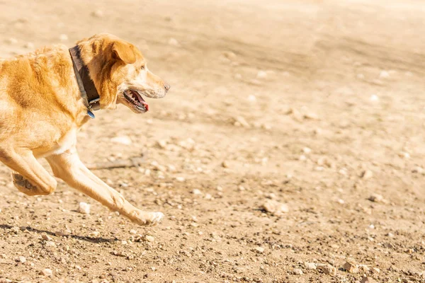 Обрезанное Фото Движением Породы Собак Лабрадоров Бегающих Мячом Парке Копирование — стоковое фото
