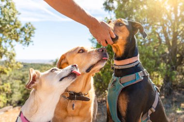 Farklı cinsten köpekler, ormanda sahibinin elinden yerken aynı sırada otururlar.