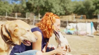 Parkta köpekleri okşayan ve onların onun yüzünü yaladığı mutlu bir kadının yatay videosu.