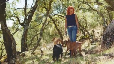 Güneşli bir günde köpekleri gezdiren bir kadınla bir güzellik ormanının yatay videosu.
