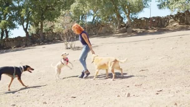 Horizontales Video Mit Profilbild Einer Frau Die Verspielte Hunde Einem — Stockvideo