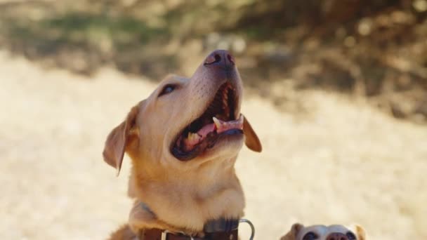 Οριζόντια Περικοπή Βίντεο Ενός Λαμπραντόρ Retriever Σκυλί Φυλής Που Λαμβάνουν — Αρχείο Βίντεο