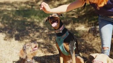 Horizontal video of a caucasian woman giving treat to some dogs in the forest