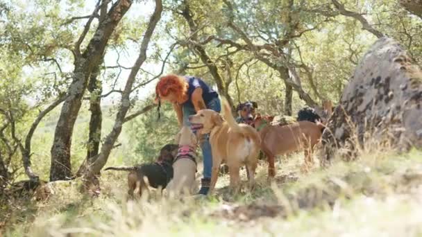 女性は美しい森の中でハイキング中にいくつかの犬をペットながら カメラが地面にズームと水平ビデオ — ストック動画