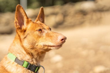 Portrait with copy space and selective focus of a podengo dog in a park in a sunny day