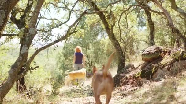 Horizontal Video Rear View Caucasian Adult Woman Group Dogs Walking — Vídeo de stock