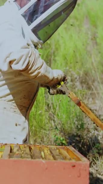 Beekeeper Pulling Out Honeycomb Hive Displaying — Stock Video