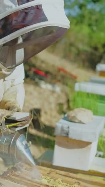 Arı Kovanındaki Arıcı Arıları Yatıştırmak Için Arı Kovanında Sigara Içiyor — Stok video
