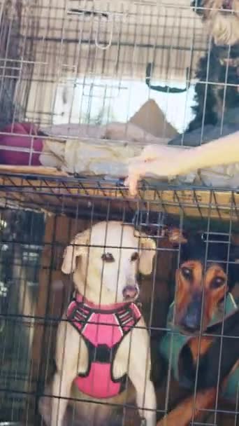 Горизонтальное Видео Кавказской Альтернативной Женщины Открывающей Собаковоз Автомобиля Собаки Выбегают — стоковое видео