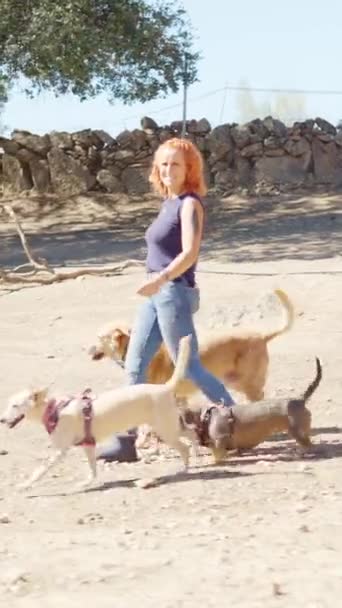女性が公園内の犬のグループを歩いている間 カメラに笑顔幸せな女性の水平ビデオ — ストック動画