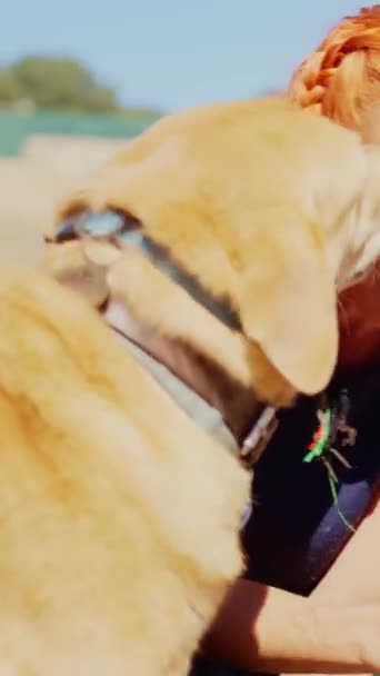 Horizontal Video Happy Woman Petting Dogs Park Them Licking Her — Stock Video