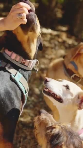 Yavaş Çekimde Bir Kadının Ormanda Bir Köpeğe Ikram Ettiği Yatay — Stok video
