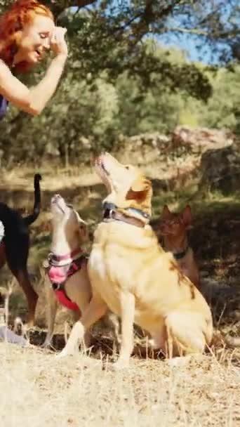ラブラドール犬に治療を与え 森の中でパックの残りの部分の注目をキャプチャする女性の水平ビデオ — ストック動画