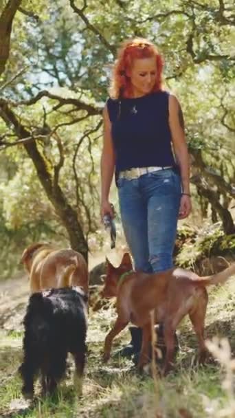 晴れた日に犬を歩く女性と美しい森の水平ビデオ — ストック動画