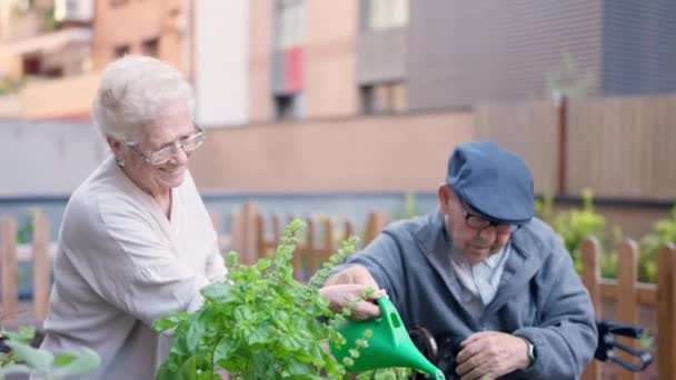 Видео Пожилой Пары Поливающих Растений Террасе Пожилого Человека — стоковое видео