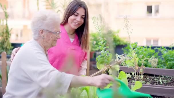 Video Smiling Nurse Senior Woman Watering Plants Urban Garden Geriatric — Stock Video
