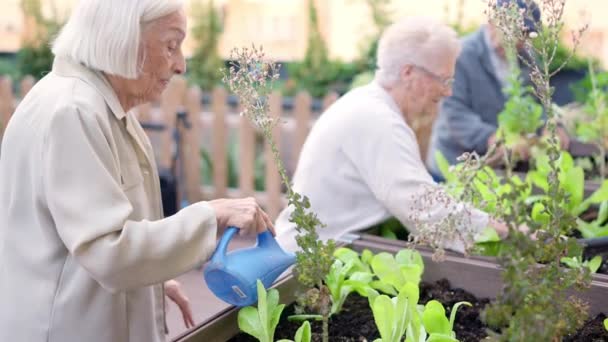 一个老年妇女在一个与伴侣相邻的老人花园浇灌蔬菜的视频 — 图库视频影像