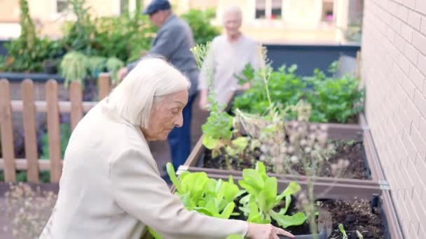 一位老年妇女带着犁头在一位老人的花园里干活的录像 — 图库视频影像