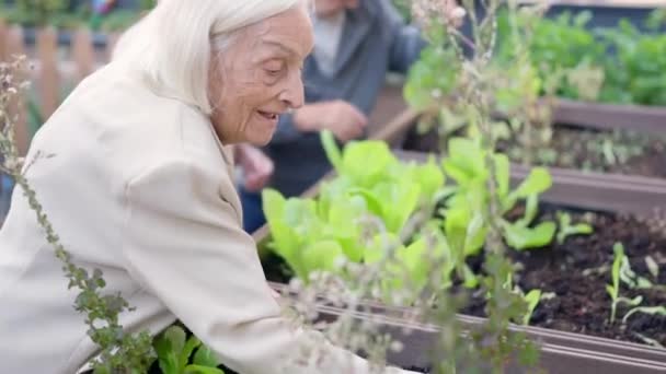 Vidéo Une Vieille Femme Souriante Enlevant Terre Des Plantes Dans — Video