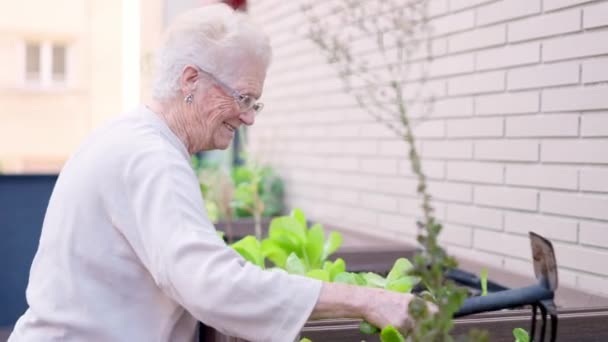 Βίντεο Από Μια Ηλικιωμένη Γυναίκα Που Εργάζεται Έναν Αστικό Κήπο — Αρχείο Βίντεο
