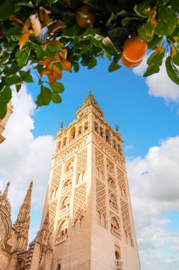 Seville Katedrali 'ndeki Giralda Kulesi. Önünde portakal ağacı dalları var. İspanya, dikey çekim