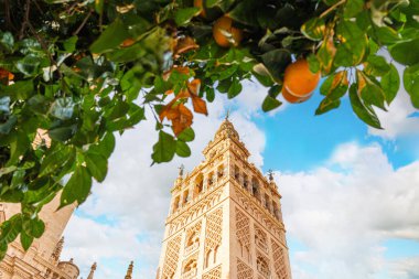 Seville Katedrali 'ndeki Giralda Kulesi. Önünde portakal ağacı dalları var. İspanya