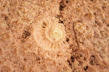 Photo of Ammonite fossil imprinted in the rock at Torcal de Antequera clipart