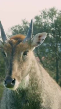 Bir tarlada dikilen bir nilgai 'nin doğal ortamında kameraya doğru bakması.