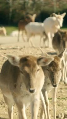 Güneşli bir günde safari parkında yürüyen bir geyik sürüsü.