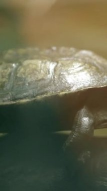 Kapalı bir kaplumbağa doğal ortamında geziniyor, eşsiz kabuğunu ve sürekli hareketini gösteriyor.