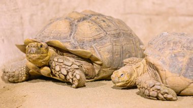 Two african spurred tortoises, also known as sulcata tortoises, resting on the sand in a zoo enclosure clipart