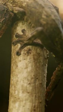 Uroplatus fantazticus, yaygın olarak bilinen adıyla satanik yaprak kuyruklu kertenkele, doğal ortamında bir dalı kavrıyor.