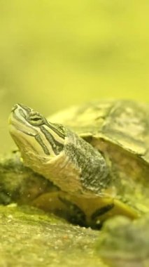 Kaplumbağa ön planda timsahla boynunu suyun dışına uzatıyor.