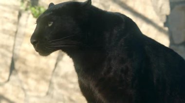 Siyah panter ahşap bir kirişin üzerinde dinleniyor, parlak, koyu renk ceketini ve yoğun bakışlarını doğal ortamda sergiliyor.