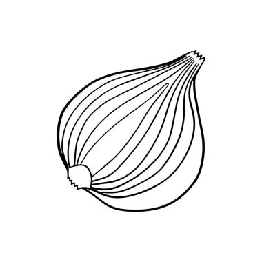 Vector illustration of a onion in a hand-drawn style.