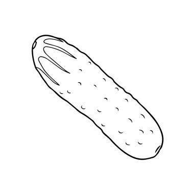Vector illustration of a cucumber in a hand-drawn style.