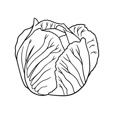 Vector illustration of a cabbage in a hand-drawn style.