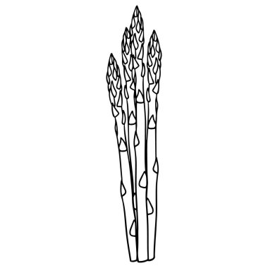 Vector illustration of a bunch of asparagus in a hand-drawn style.