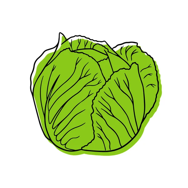 Vector Illustration Ripe Cabbage Linear Style — Stock Vector