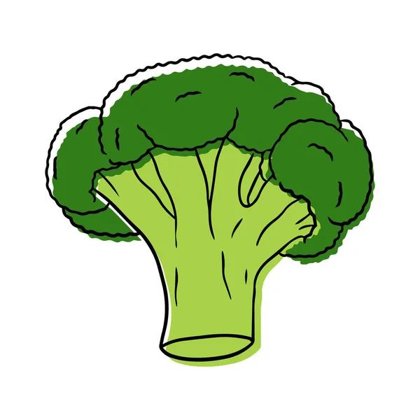 Vektor Illustration Mogen Broccoli Linjär Stil — Stock vektor