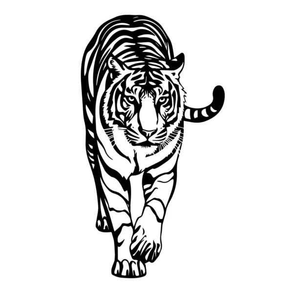Ilustración Tigre Caminando Estilo Plantilla Dibujo Vector — Vector de stock